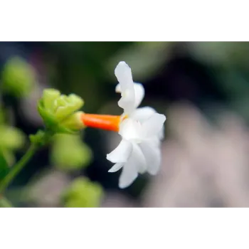 White Jasmine Plants